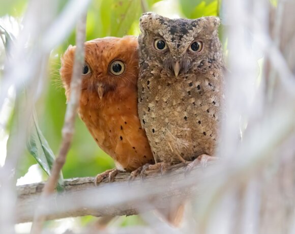 A pair of Sokoke Scops Owls spotted birdwatching near Mnarani