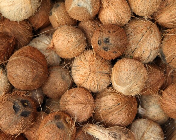 Coconuts lined up for a game of coconut bowling