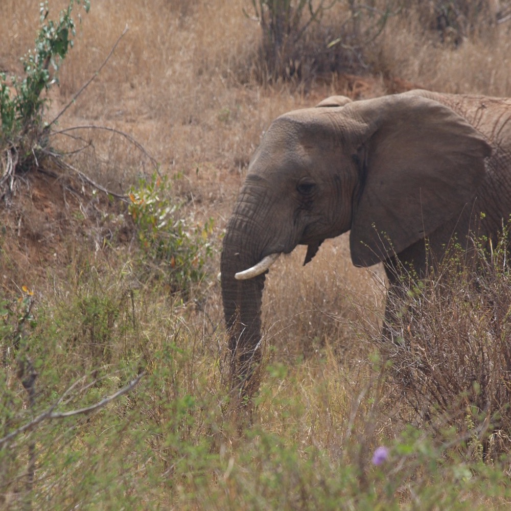 Elephant grazing in the long grass