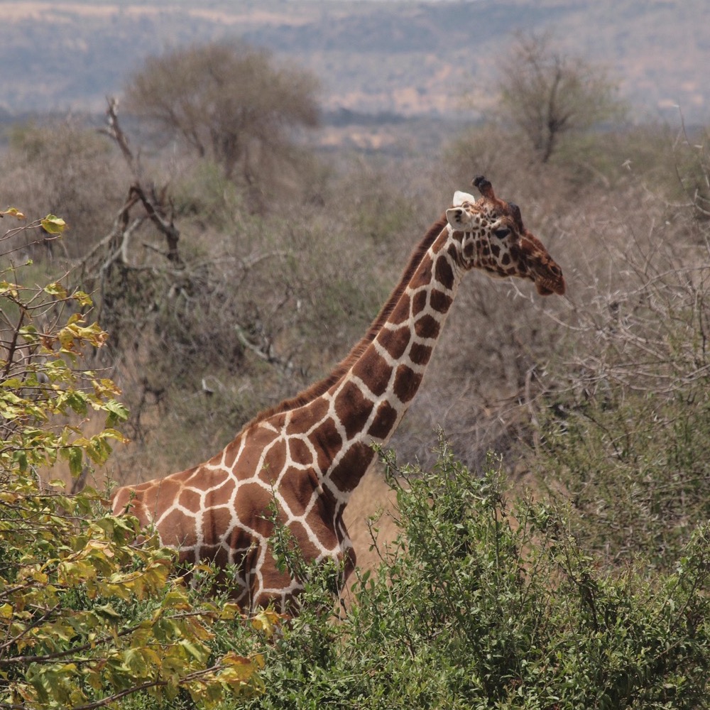 Reticulated giraffe among the acacia