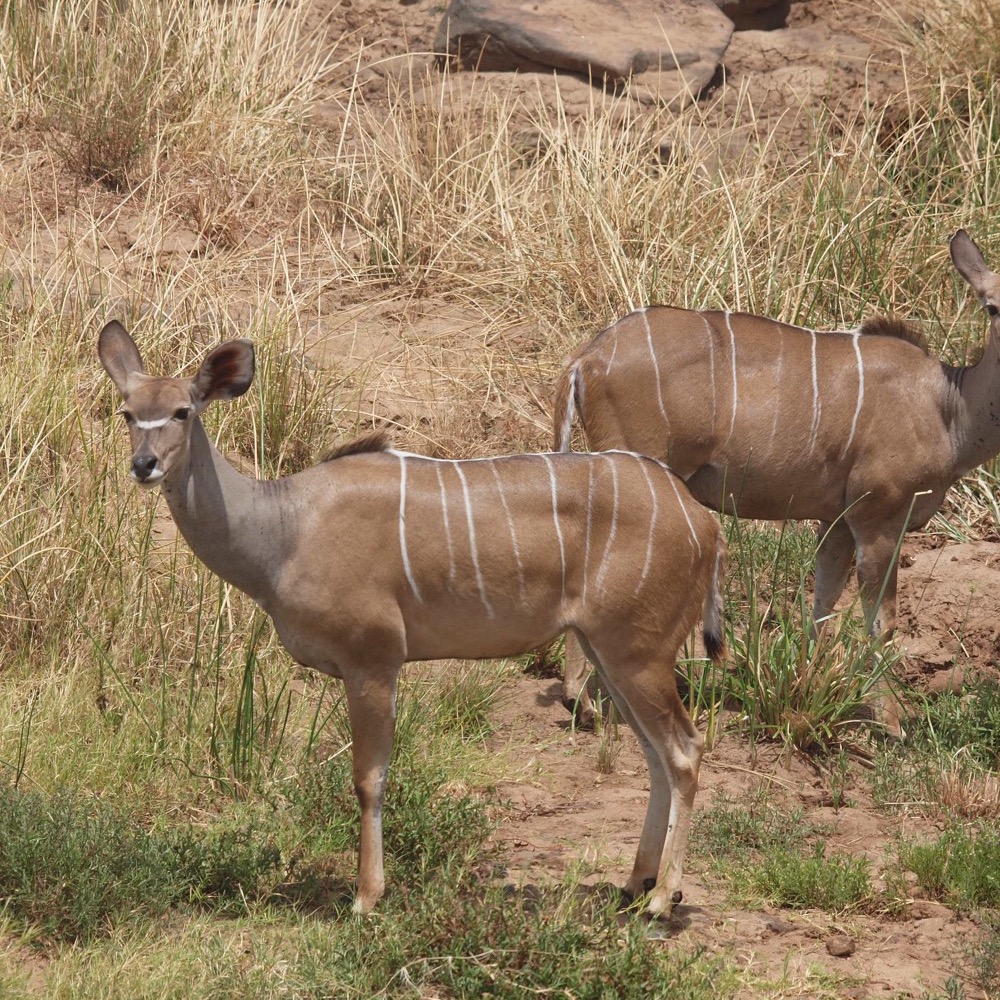 A pair of greater kudu