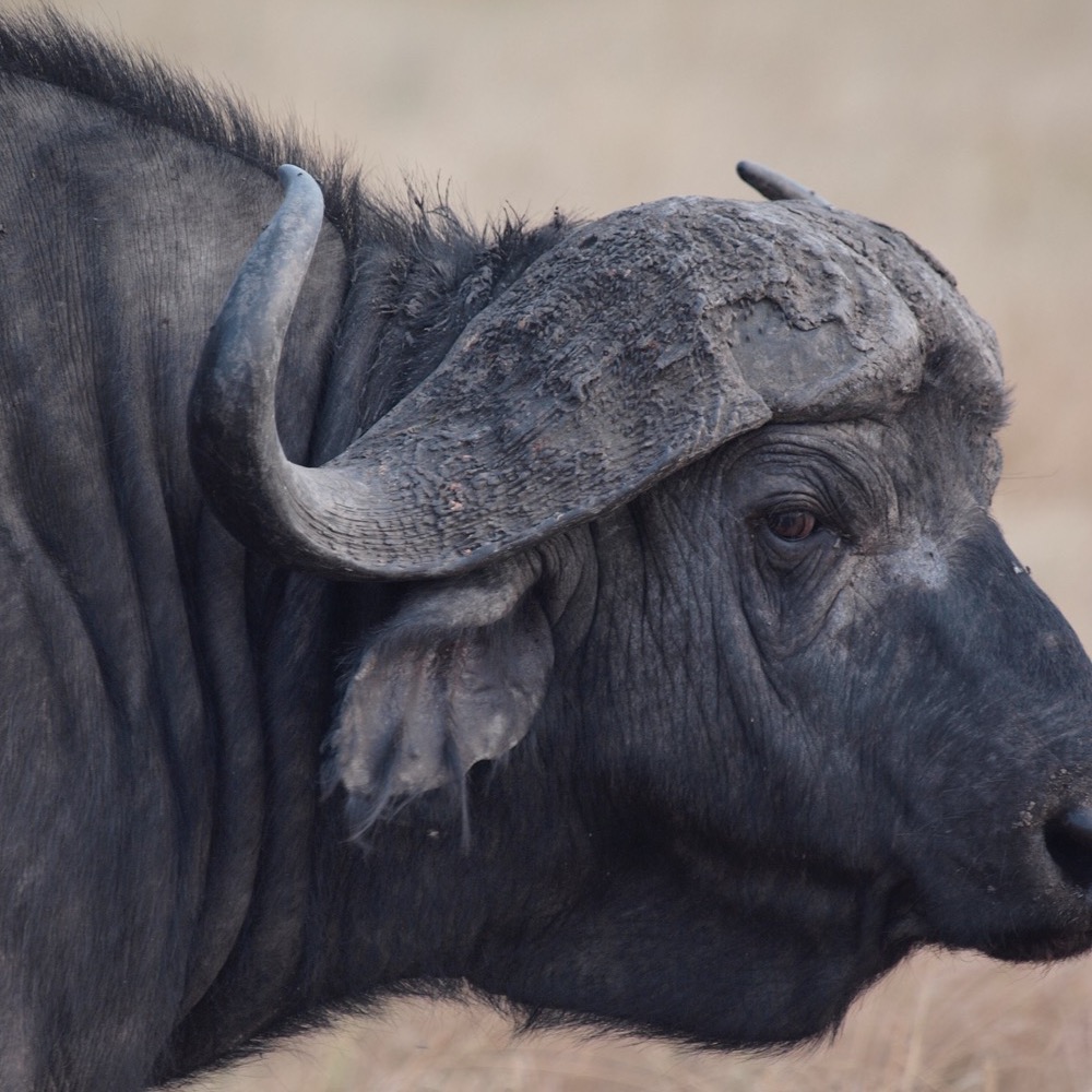 Cape buffalo close-up