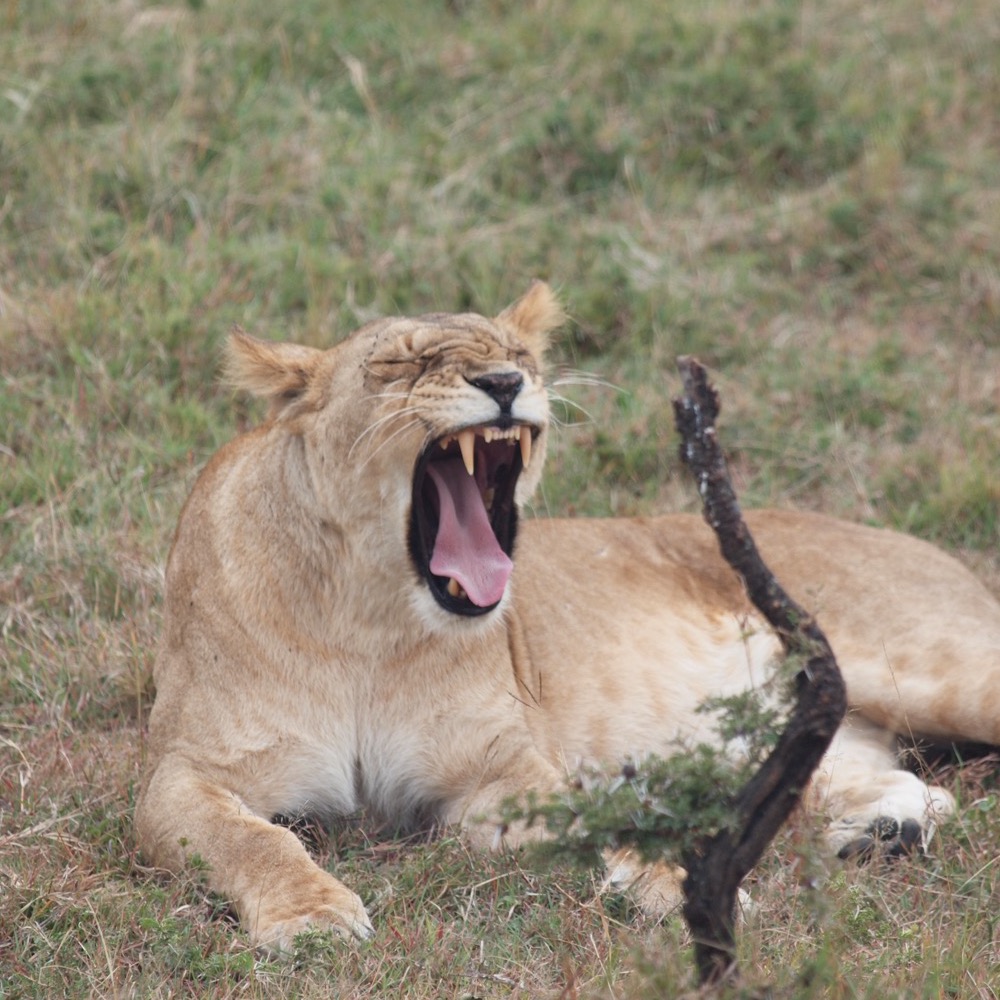 Lioness yawning in the grass