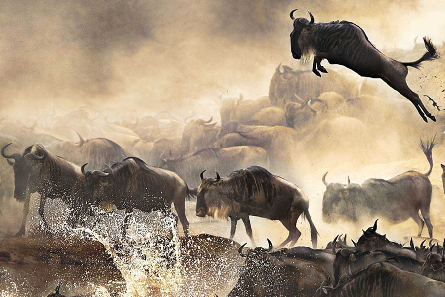 Wildebeest crossing the plains during the Great Migration
