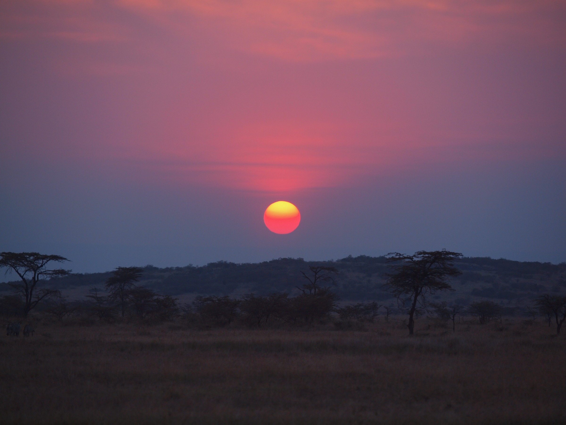Sunset over the savannah with zebra silhouettes